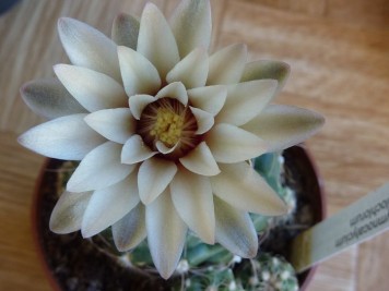 gymnocalycium calochlorum