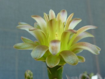 Gymnocalycium mihanovichii 2