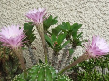 Echinopsis tubiflora rosea