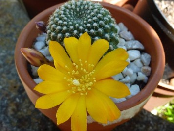 rebutia krainziana