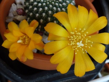 rebutia krainziana