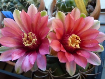 gymnocalycium oenanthemum