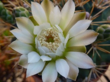 Gymnocalycium schickendantzii pugens