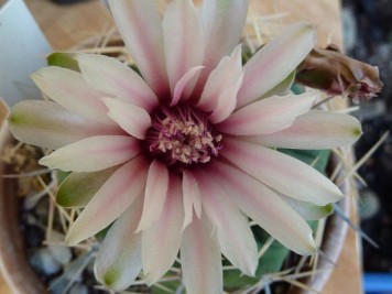 gymnocalycium bicolor