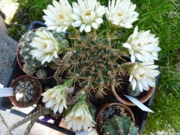 Gymnocalycium schickendantzii pugens