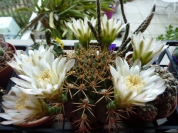 Gymnocalycium schickendantzii pugens