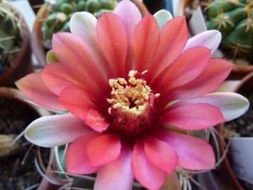 gymnocalycium oenanthemum