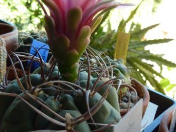 Gymnocalycium oenanthenum