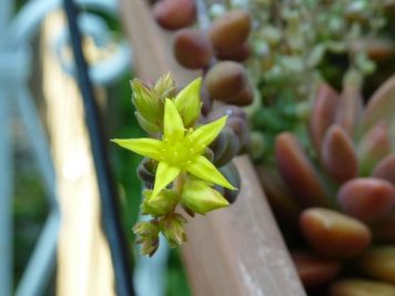 Sedum stahlii