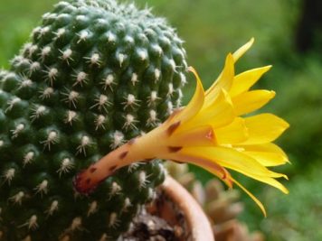 rebutia krainziana