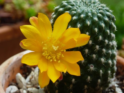 rebutia krainziana