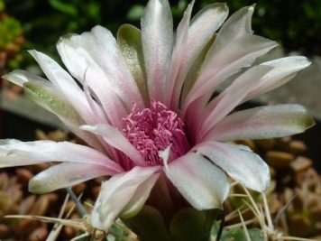 Gymnocalycium bicolor