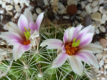 Mammillaria insularis San Borja