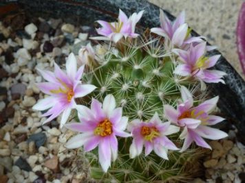 Mammillaria insularis San Borja