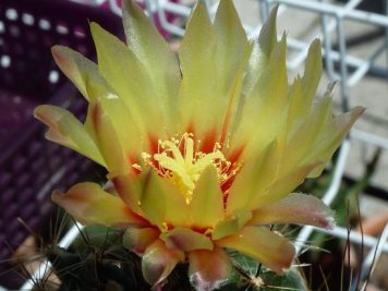 ferocactus setispinus