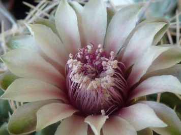 Gymnocalycium bicolor