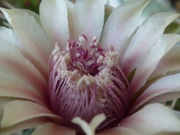 Gymnocalycium bicolor