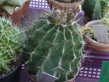 Ferocactus setispinus