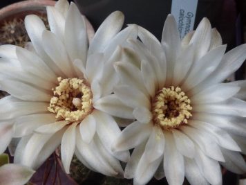 Gymnocalycium calochlorum