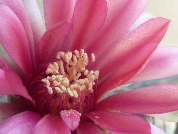 Gymnocalycium oenanthemum