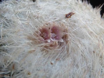 2019-06-12 Epithelantha micromeris