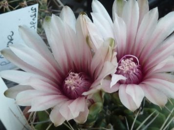 Gymnocalycium bicolor