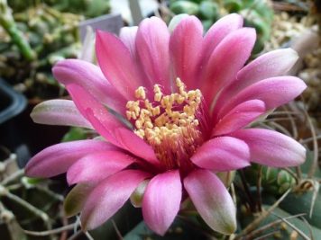 Gymnocalycium oenanthemum