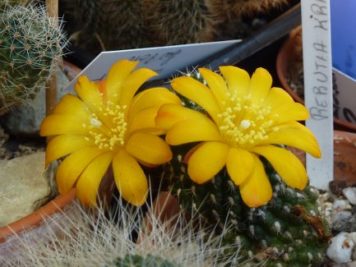 rebutia krainziana