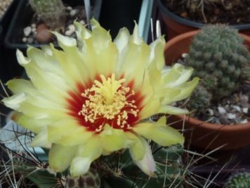 ferocactus setispinus