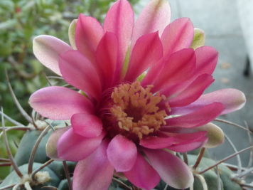 Gymnocalycium oenanthemum