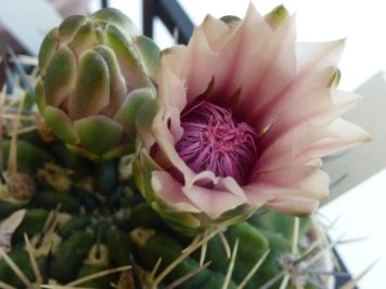 Gymnocalycium bicolor