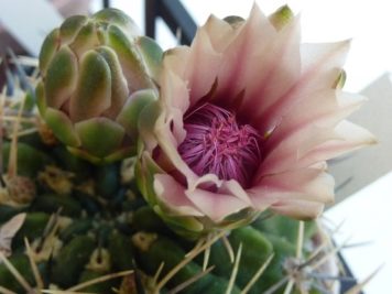 Gymnocalycium bicolor