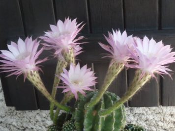 Echinopsis tubiflora rosea