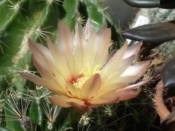 Ferocactus setispinus