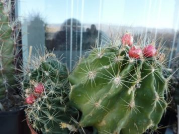 Ferocactus setispinus