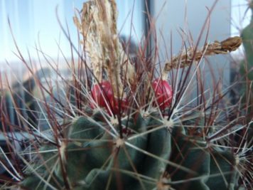 Ferocactus setispinus