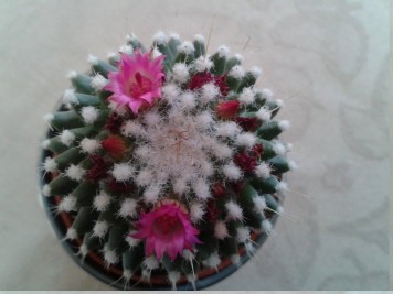 Mammillaria polythele