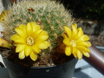 Sulcorebutia glomeriseta