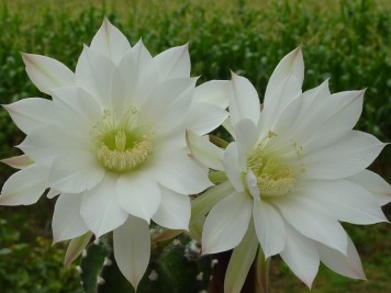 echinopsis subdenudata