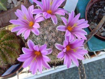 Mammillaria booli