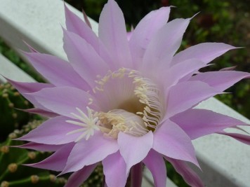 echinopsis-tubiflora-rosea