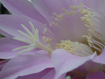 echinopsis-tubiflora-rosea