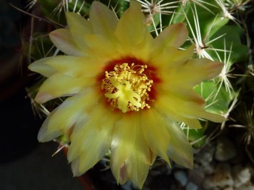 Ferocactus setispinus