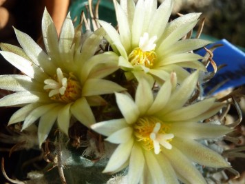 Turbinicarpus-flaviflorus