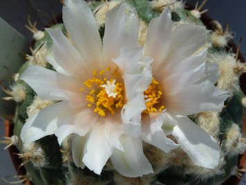 Turbinicarpus-lophophoroides