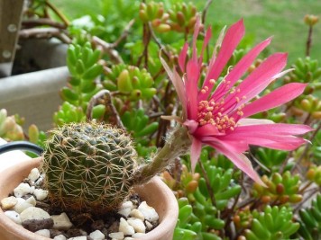 Echinopsis arachnacantha