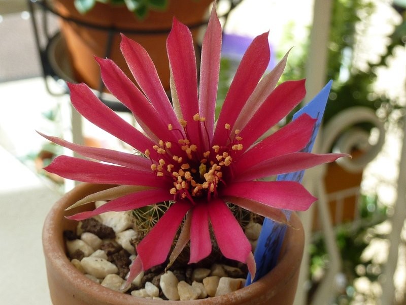 Echinopsis arachnacantha