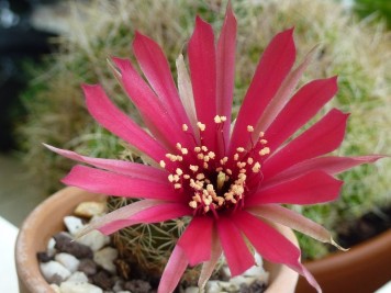 Echinopsis arachnacantha