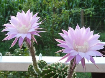 Echinopsis-tubiflora-rosea