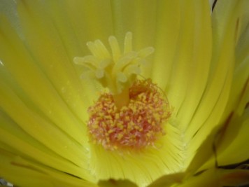 Leuchtenbergia principis